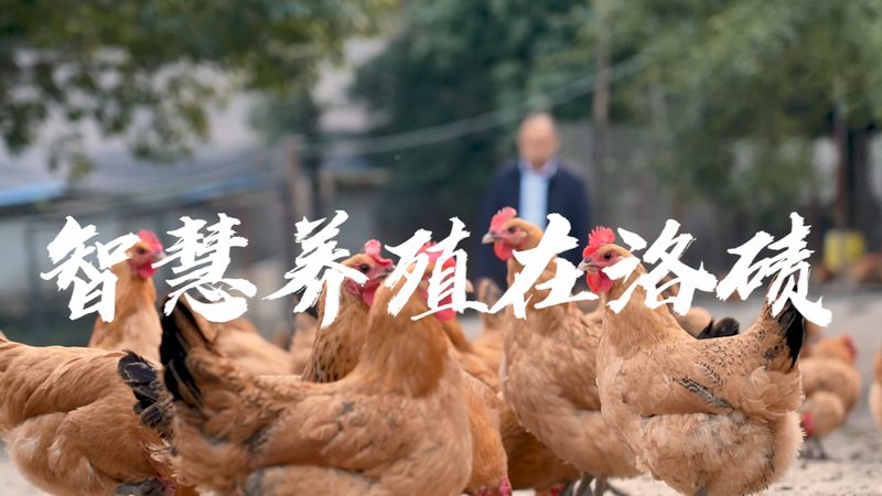 有机肥在生物科技领域的应用：如何发挥最大效益**